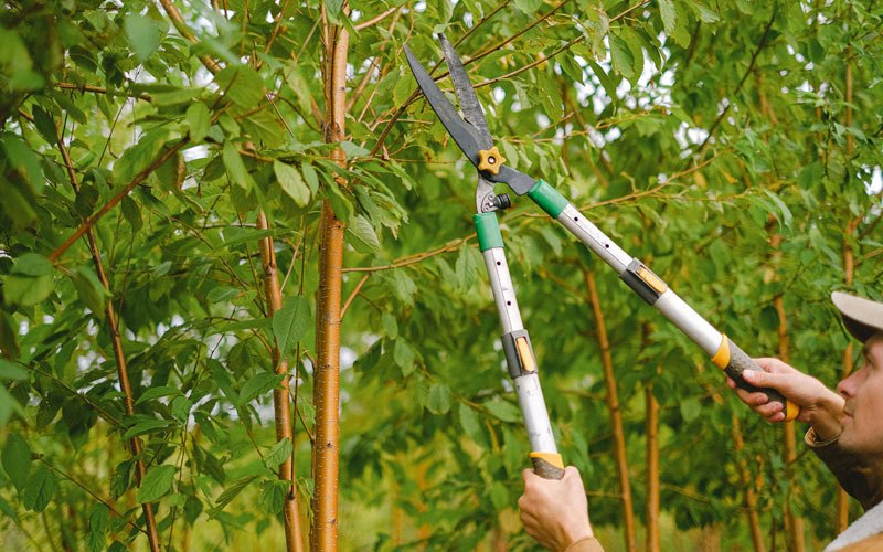 Tree trimming in Sumner, IA